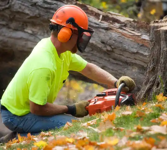 tree services Mountain Lodge Park